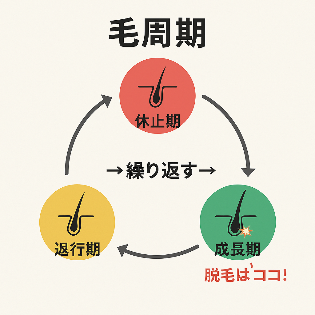 【徹底解説】なぜ脱毛は1回で終わらないの？毛周期のしくみとは？